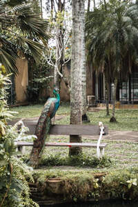 庭院深处孔雀驻足，热带风情扑面而来