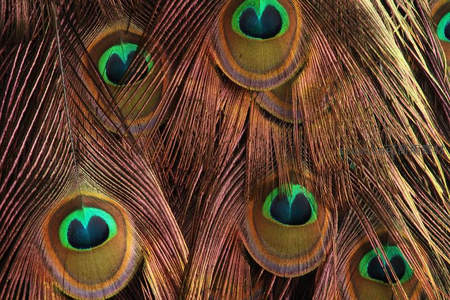 孔雀尾羽特写，眼斑绚丽如宝石镶嵌