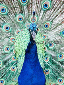 蓝孔雀开屏，羽翼如画展华彩