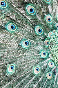孔雀羽毛细节，眼斑如星辰璀璨