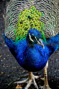 蓝孔雀凝视镜头，眼神锐利威严