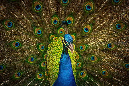 蓝孔雀开屏，羽翼如画展华彩