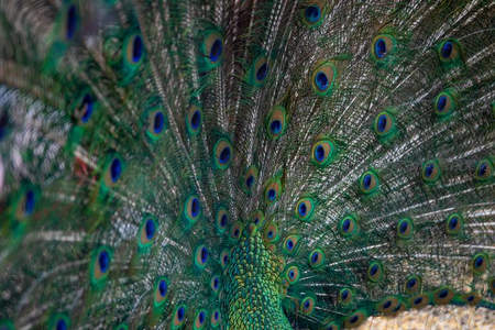 孔雀开屏特写展现眼斑华美