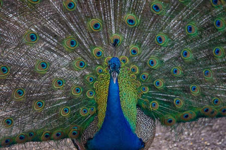 孔雀正脸开屏直视镜头