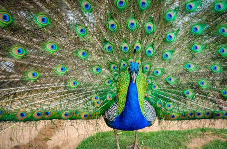 孔雀昂首挺立，全屏华羽夺目