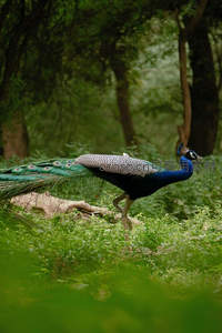 林间漫步的孔雀，绿意盎然生机勃勃