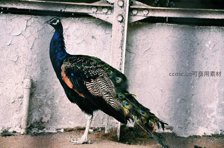 古墙边的蓝孔雀，静谧中透着威严