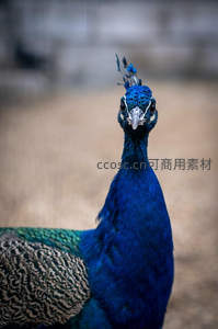 孔雀凝视镜头，深邃眼神摄人心魄