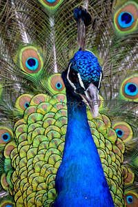 开屏孔雀正脸特写，眼斑如星耀夺目