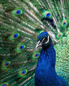 蓝孔雀开屏特写，羽翼如画展华彩