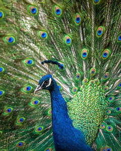 孔雀华羽绽放，绿蓝交织如梦境