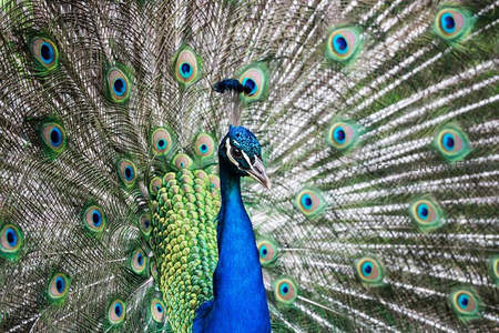 孔雀昂首挺立，羽冠飘逸显尊贵