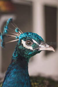 孔雀侧颜特写，细节纹理清晰可见