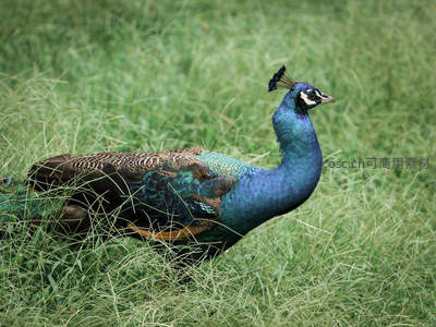 蓝孔雀漫步草地，优雅身姿尽显华贵