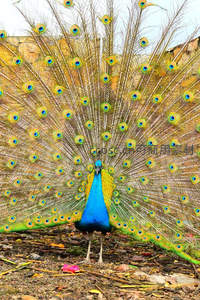 雄孔雀开屏展示，华丽羽扇惊艳全场