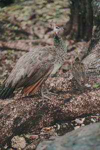 雌孔雀与幼崽林间漫步，宁静自然