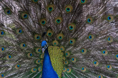 正面开屏孔雀，羽扇遮天