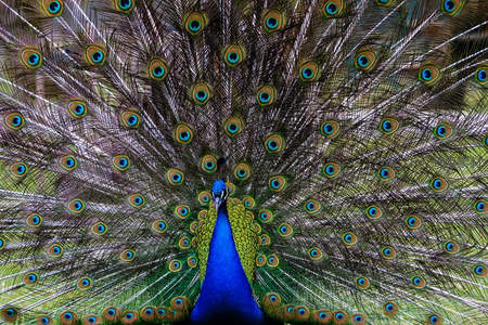 孔雀开屏全景，华美无双