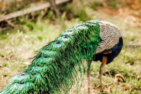 孔雀尾羽特写展现自然华美