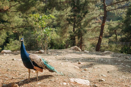 林间漫步的蓝孔雀，羽翼斑斓如画