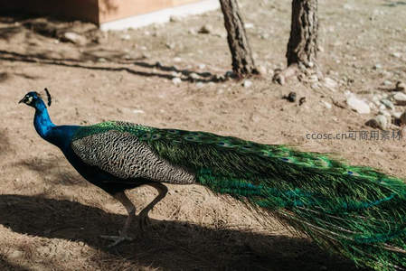 孔雀缓步沙地光影斑驳