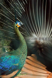 侧影孔雀展翅，光影交织羽翼细节