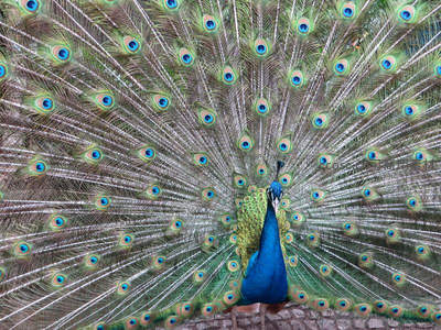 孔雀开屏迎客，华羽如扇动人心