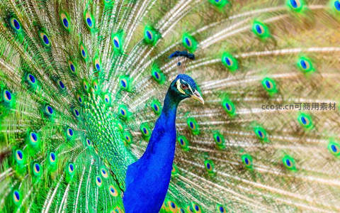 蓝孔雀开屏，羽翼如虹展华美