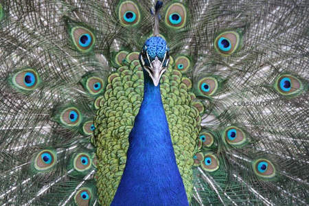 正面直视，孔雀王者之姿