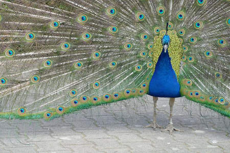 广场上的孔雀，开屏惊艳路人