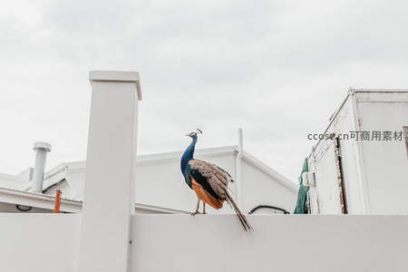 白墙之上的蓝孔雀优雅伫立