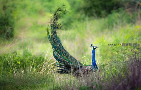 孔雀开屏展华羽，眼斑如星，草间舞动