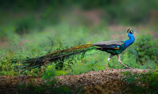 孔雀踱步土埂上，长尾曳风，姿态从容