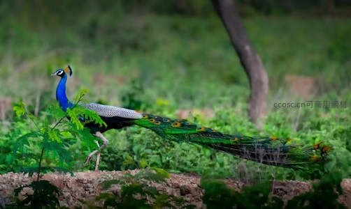 蓝孔雀漫步绿野，尾羽如虹展华彩