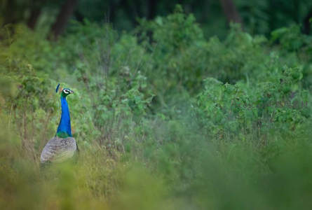 林间孔雀静立，绿意盎然掩其踪