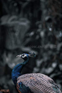 暗影中的孔雀，高贵侧颜凝视远方