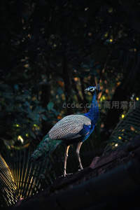 树影斑驳处，孔雀立枝头沐晨光