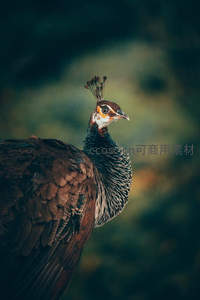 孔雀优雅侧颜，羽冠高耸显尊贵