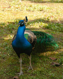 蓝绿孔雀立于草地，阳光洒满羽翼