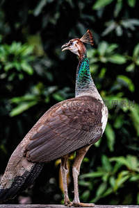 雌孔雀昂首鸣叫，绿颈棕羽显自然