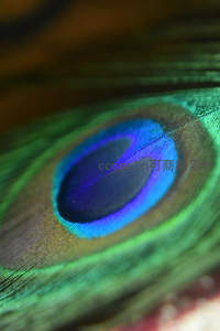 微距镜头下的孔雀眼斑，色彩斑斓
