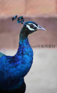 蓝孔雀优雅侧颜特写