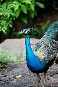 孔雀回眸凝望瞬间