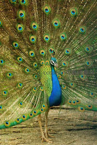 孔雀开屏细节之美