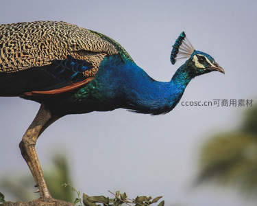 蓝绿羽翼的孔雀优雅伫立枝头