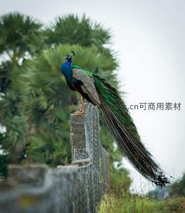 孔雀栖息石墙之上远眺绿林