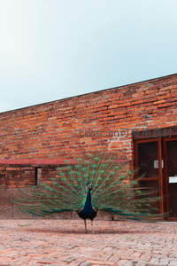 砖墙前孔雀开屏，古典与自然交融