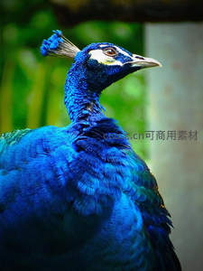 蓝羽孔雀静立，眼神灵动神采飞扬