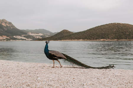 湖畔沙滩上的蓝孔雀优雅漫步