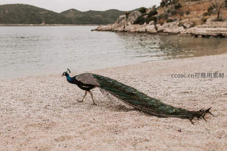 孔雀在水边沙地悠闲踱步